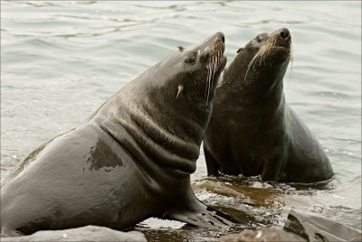 New Zealand Fur Seals (Kekeno)