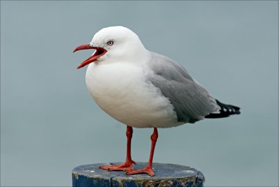 Red Billed Gull (Tarapunga)