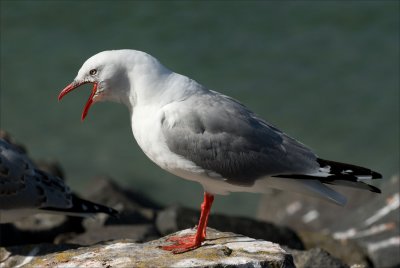Red billed Gull (Tarapunga) warning off an intruder.
