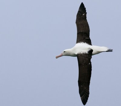Northern Royal Albatross (Toroa)