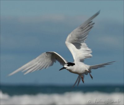 White Fronted Tern (Tara)