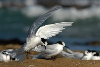 White Fronted Terns (Tara)