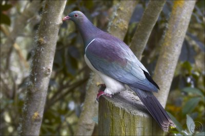 Kereru, the New Zealand Woodpigeon