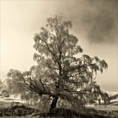 MacKenzie Country Hoar Frost