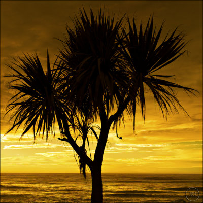 Cabbage Tree (Cordyline australis)