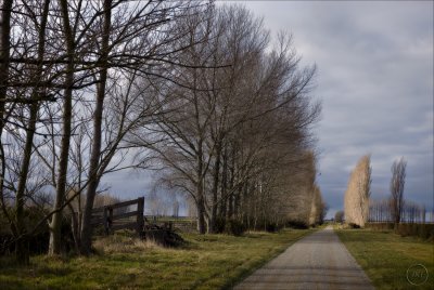 Near Lake Wainono, South Canterbury