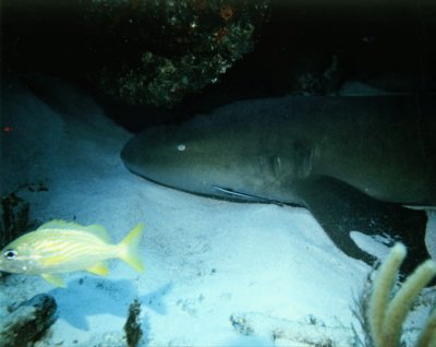 Nurse Shark