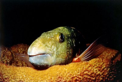 Parrot Fish (sleeping)