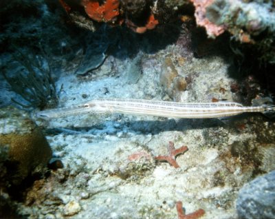 Trumpetfish