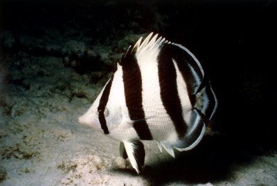 Banded Butterflyfish