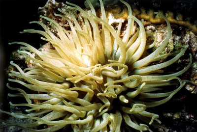 Sea Anemone