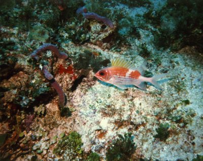 Squirrelfish