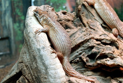 DSC_0541.jpg