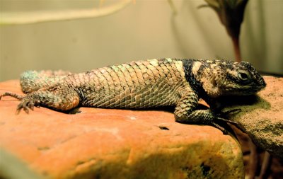 DSC_0542.jpg