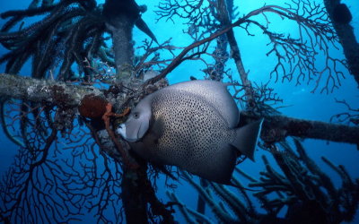 Angelfish.jpg