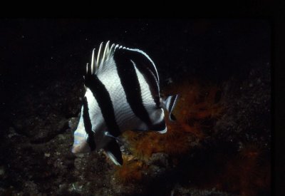 BandedButterflyfish.jpg