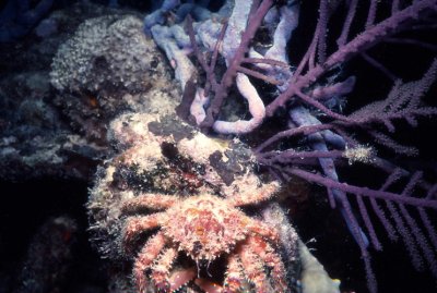 CoralCrab.jpg