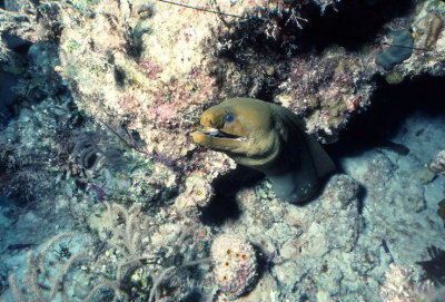 MorayEel.jpg