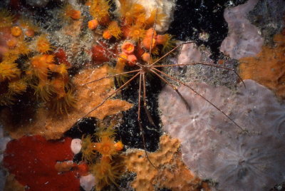 SpiderCrab.jpg