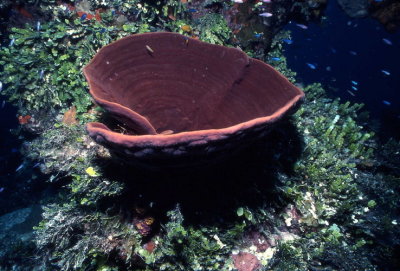VaseSponge.jpg