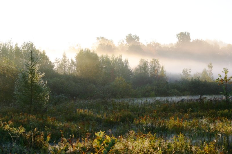 066  FOGGY MORNING