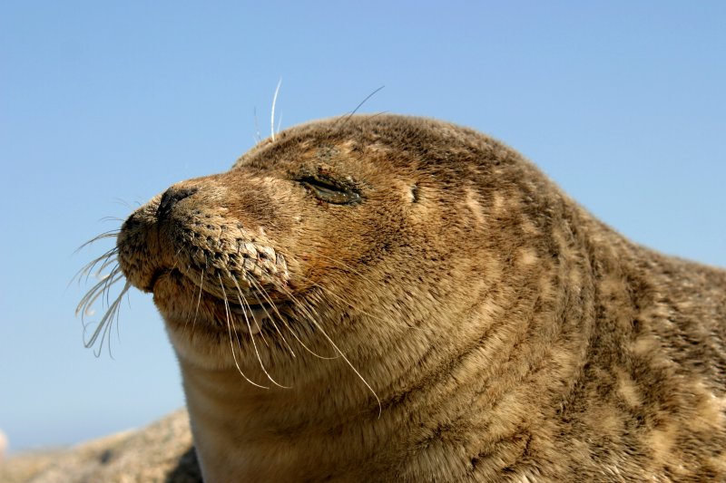 026  HARBOUR SEAL