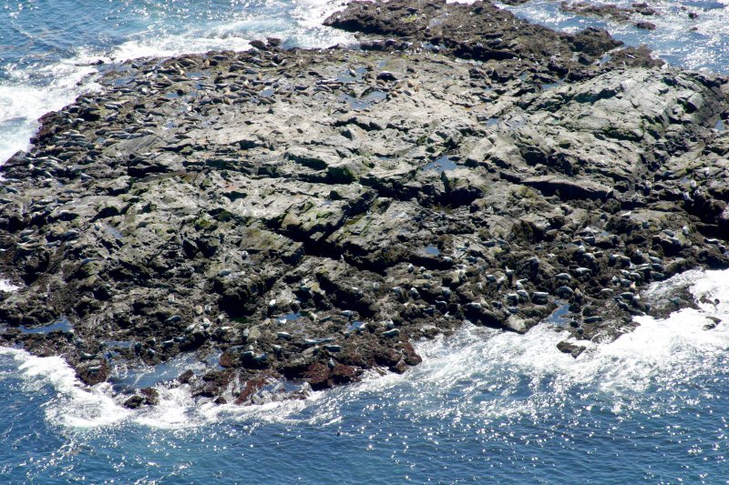 040  NORTH ROCK SEAL COLONY