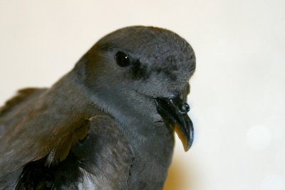 007  LEACH'S STORM PETREL