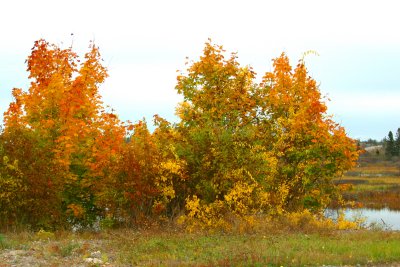 028  AUTUMN COLOURS