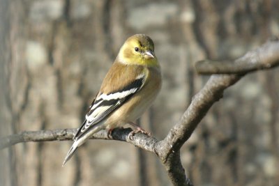 353  WINTER GOLDFINCH