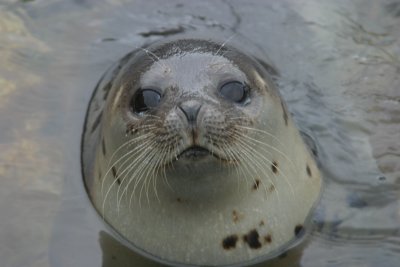 022  HARBOUR SEAL