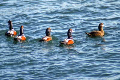 005  HARLEQUIN DUCKS