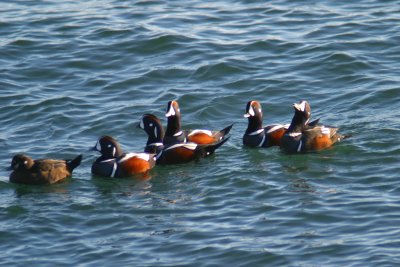 006  HARLEQUIN DUCKS