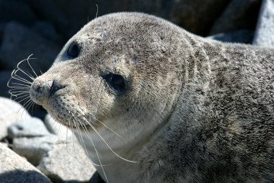 025  HARBOUR SEAL