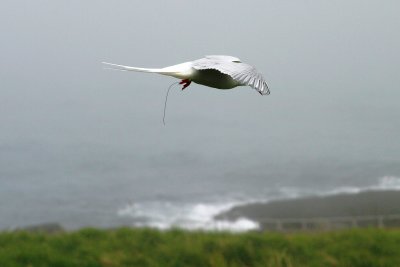 025  ARCTIC TERN