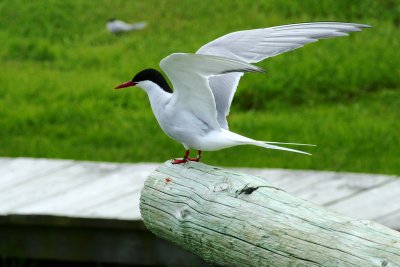 027  ARCTIC TERN