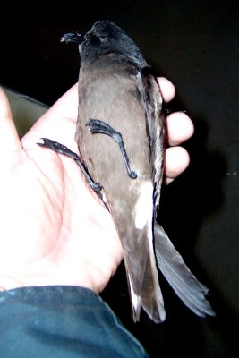 005  LEACH'S STORM PETREL