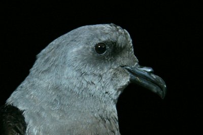 009  LEACH'S STORM PETREL