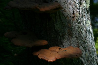 440  SHADOW FUNGUS
