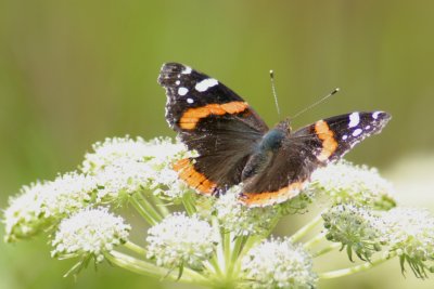 032  RED ADMIRAL BUTTERFLY
