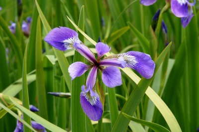 047  PURPLE IRIS