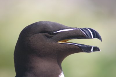 004  RAZORBILL