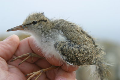 008  SPOTTED SANDPIPER CHICK