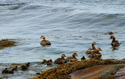 009  COMMON EIDERS