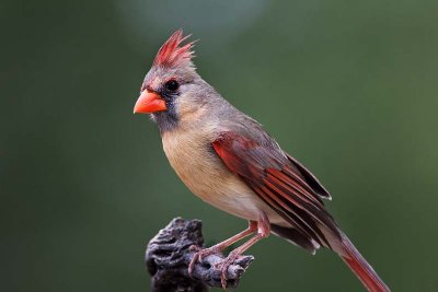 Northern Cardinal (F)