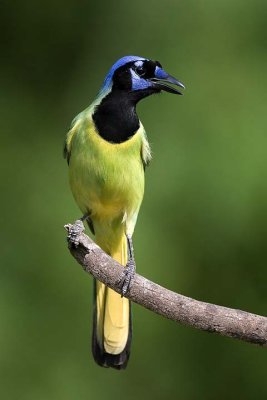 Green Jay