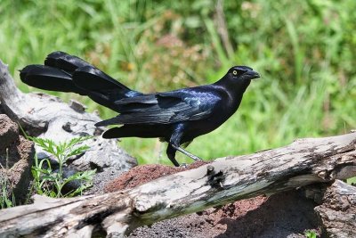 Great-tailed Grackle (M)