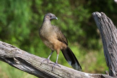 Chachalaca