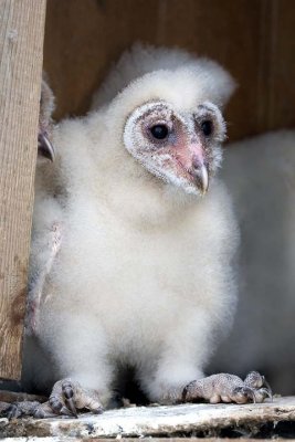 Barn Owl Chick