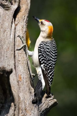 Golden-fronted Woodpecker